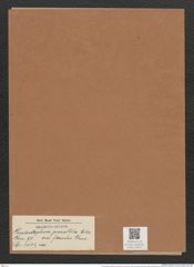 Grammatophora parallela var. fossilis Grun. (de-Toni-Nr.: Genus 93, Species 3034) Zeichnungen Sammlung Grunow Mappe 03221 (Herbarium_W_Grunow_drawings_Folder_03221)
